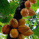 Imagen para el artículo titulado Un grupo de investigadores cree haber descubierto el verdadero origen del chocolate